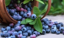 Acai Üzümü Özellikleri ve Faydaları Nelerdir?