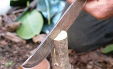 Üzüm Aşısı Nasıl Yapılır?