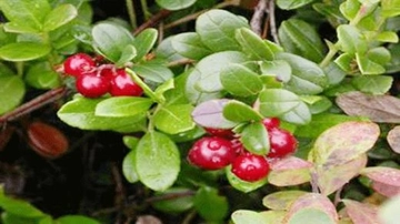 Ayı Üzümü Kullanımı ve Faydaları Nelerdir?